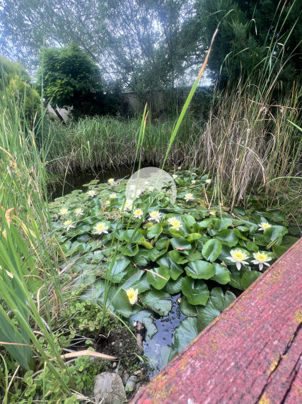 Rekreačná chata  s nádhernou záhradou a jazierkom v obľúbenej časti Komárna (Nová Osada)  blízko Váhu na PREDAJ!!