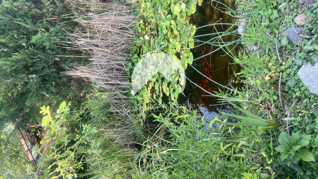 Rekreačná chata  s nádhernou záhradou a jazierkom v obľúbenej časti Komárna (Nová Osada)  blízko Váhu na PREDAJ!!