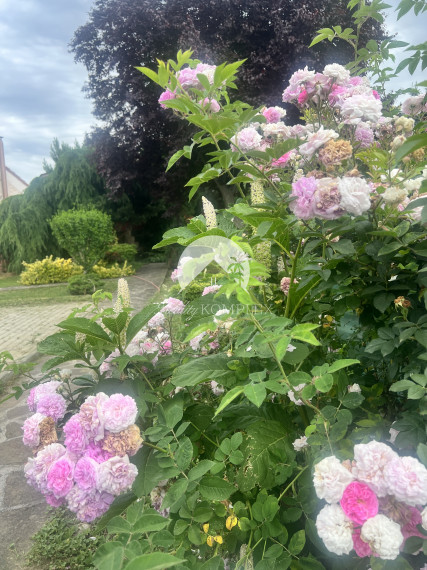 Rekreačná chata  s nádhernou záhradou a jazierkom v obľúbenej časti Komárna (Nová Osada)  blízko Váhu na PREDAJ!!