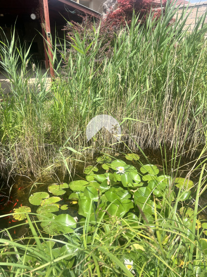 Rekreačná chata  s nádhernou záhradou a jazierkom v obľúbenej časti Komárna (Nová Osada)  blízko Váhu na PREDAJ!!