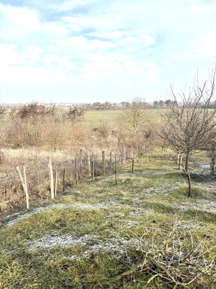 MIMORIADNÁ PONUKA!!! ZĽAVA!!! Reality KOMPLEX s.r.o., Vám ponúka na predaj  záhradu s rozlohou 1385m2 v obci Szőny-Komárom v Maďarsku za super cenu !!!