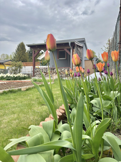 Reality KOMPLEX s.r.o., Vám ponúka na predaj udržiavanú záhradu s chatkou v Komárne, časť Nová Osada.